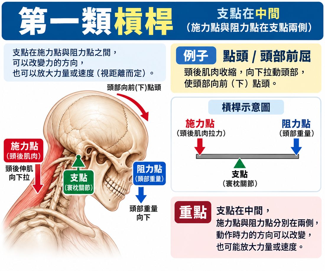 第一類槓桿：點頭